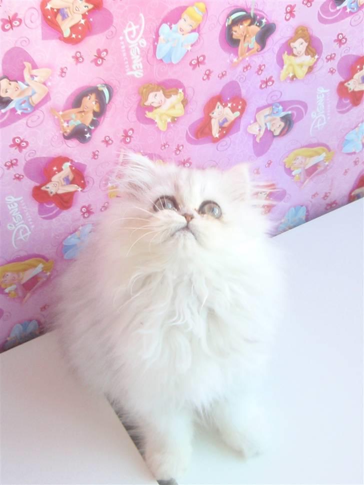 Perser Princess Chloe billede 9