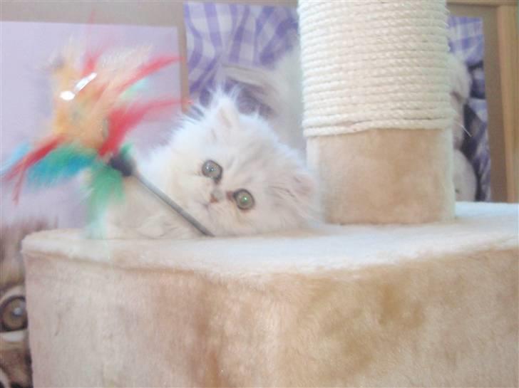 Perser Princess Chloe billede 10