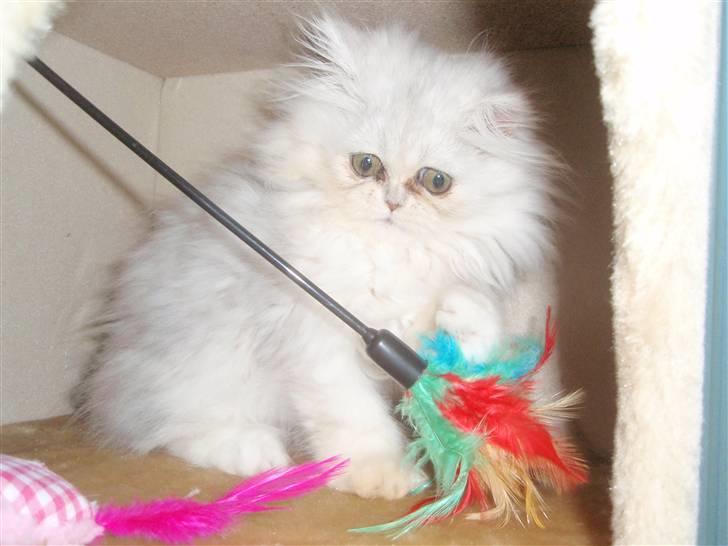 Perser Princess Chloe billede 11