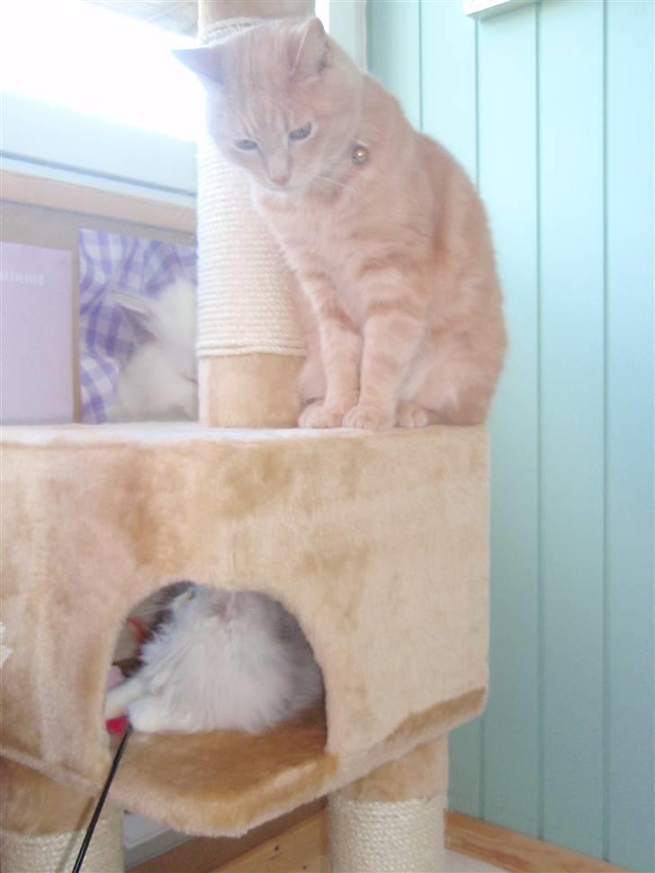 Perser Princess Chloe billede 12