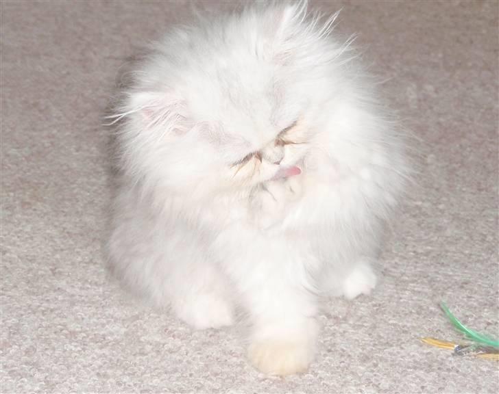 Perser Princess Chloe billede 13