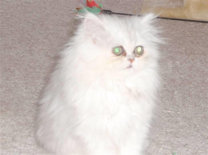 Perser Princess Chloe billede 14