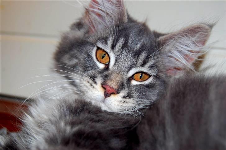 Maine Coon Jasmin billede 1