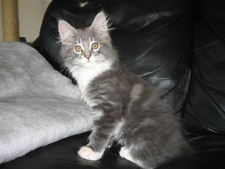 Maine Coon Jasmin billede 2