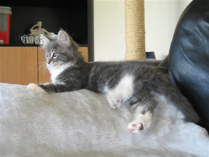 Maine Coon Jasmin billede 3