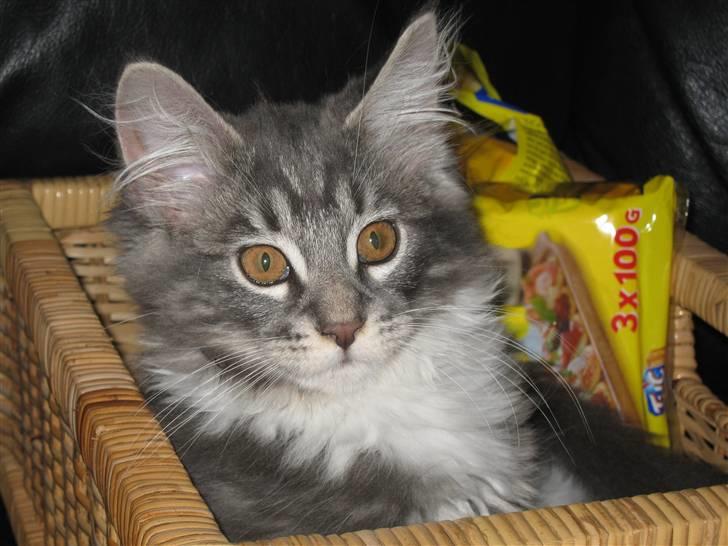 Maine Coon Jasmin billede 5