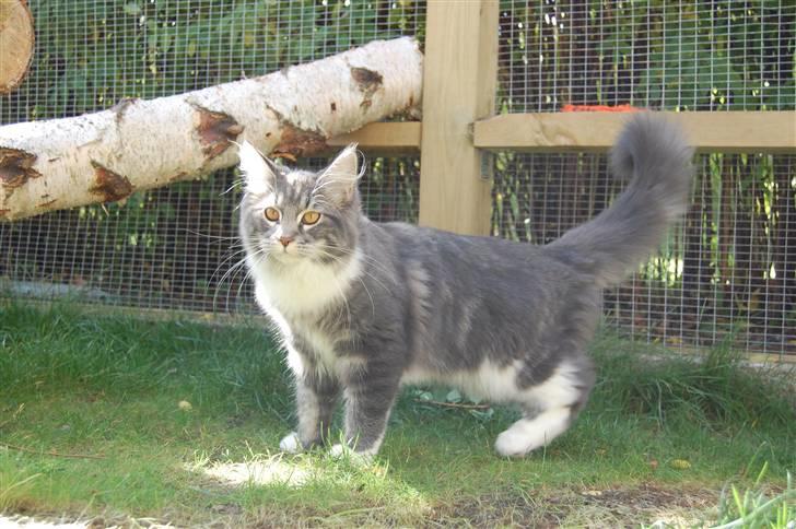 Maine Coon Jasmin billede 7