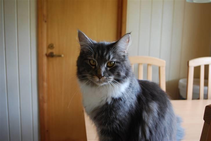 Maine Coon Jasmin billede 8