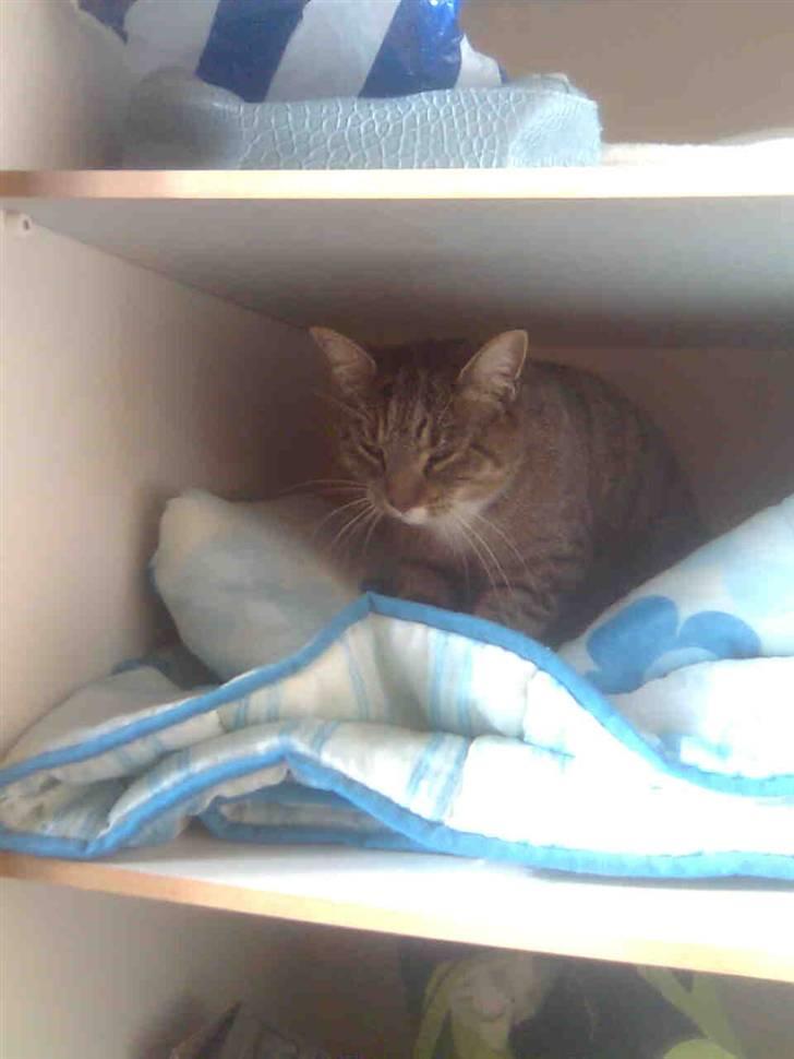 Huskat Silke - I mit skab billede 1