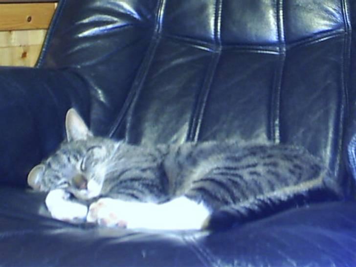 Huskat Silke - En lill lur billede 2