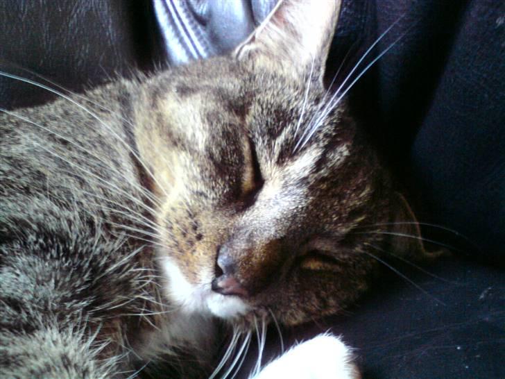 Huskat Silke - i stolen billede 3