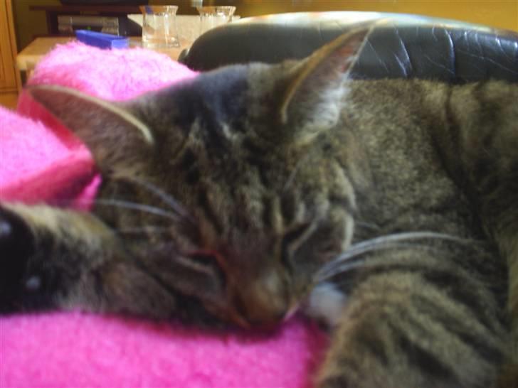 Huskat Silke - ZzZ billede 4