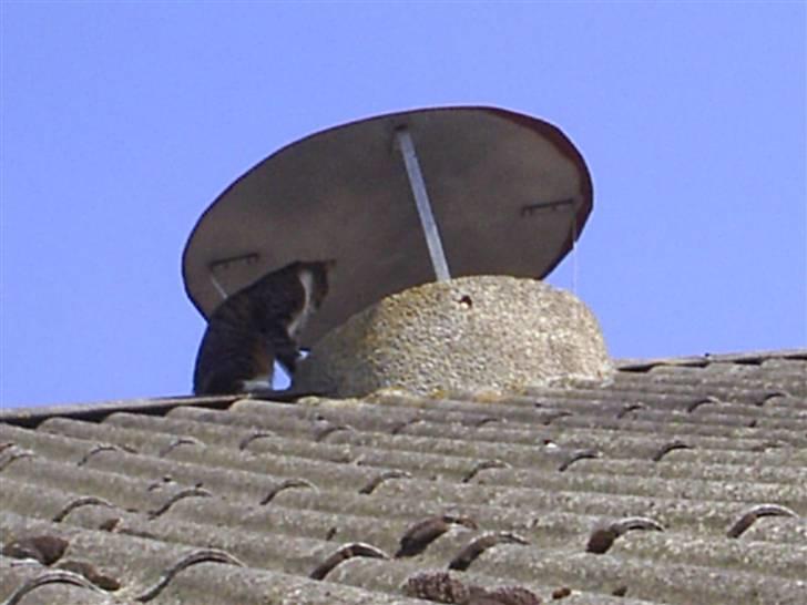 Huskat Silke - En tur på taget billede 5