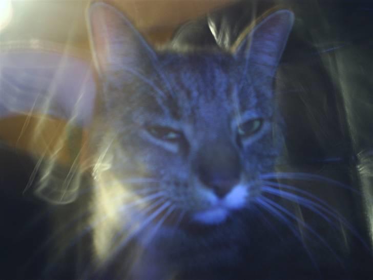 Huskat Silke - Jeg er for rå!! billede 6