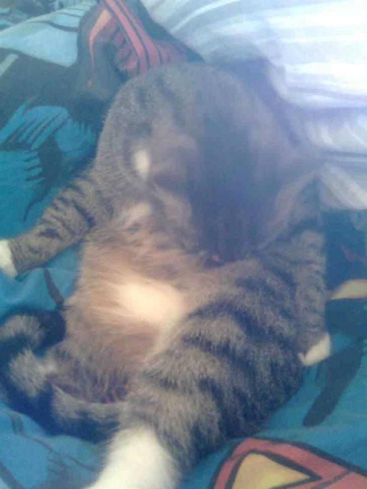 Huskat Silke - Rengøring billede 7