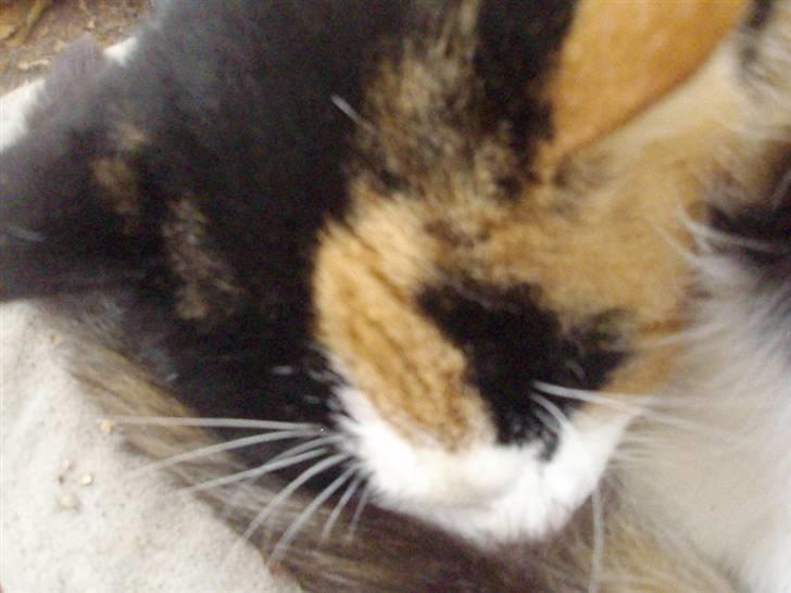 Blanding af racer Pussycat - Et eksembel på hendes sorte maske. Grunden til hun bliver kaldt Phantom.. ;D billede 2