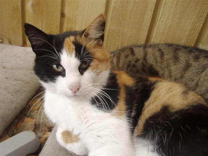 Blanding af racer Pussycat - " Hvad kigger du på?" billede 3