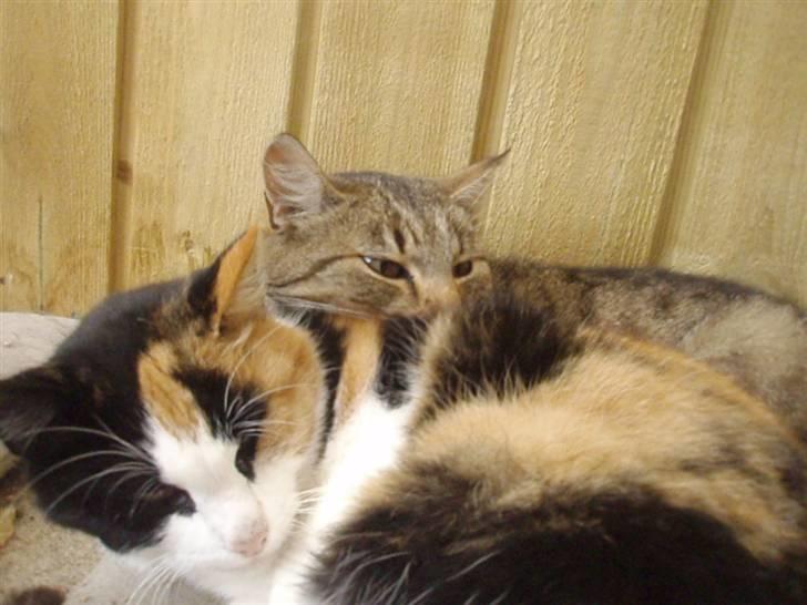 Blanding af racer Pussycat - "ZzZzZzZzZzZzZzZzZzZzZzZzZ" billede 4