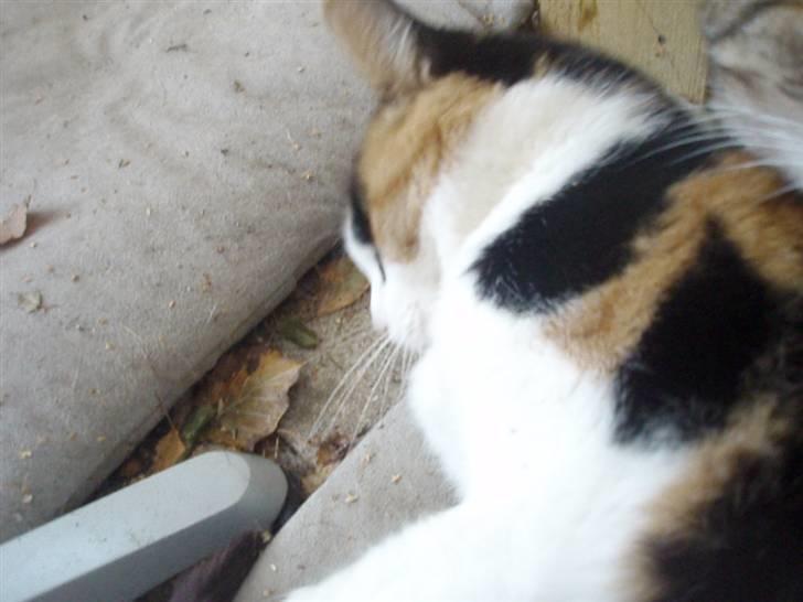 Blanding af racer Pussycat - "Så strækker vi ud" billede 6