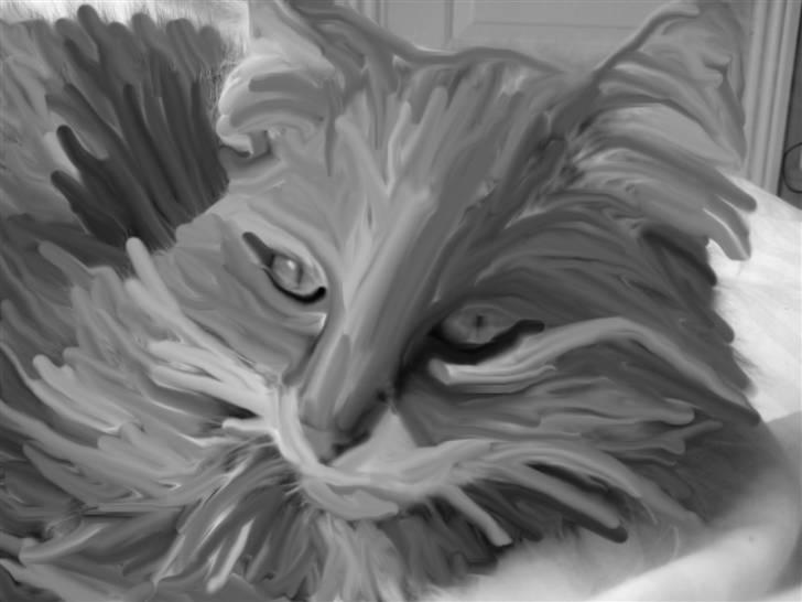 Norsk Skovkat Proptræk billede 15