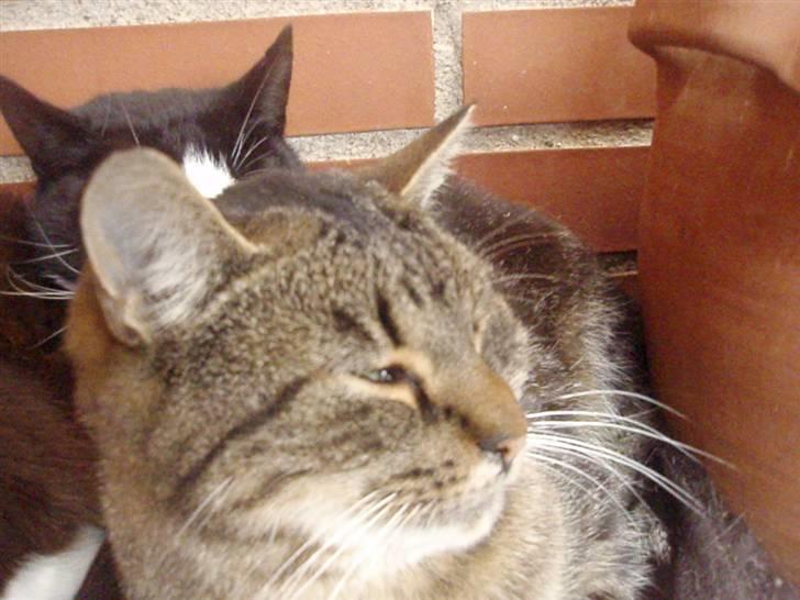 Blanding af racer Lilo billede 1