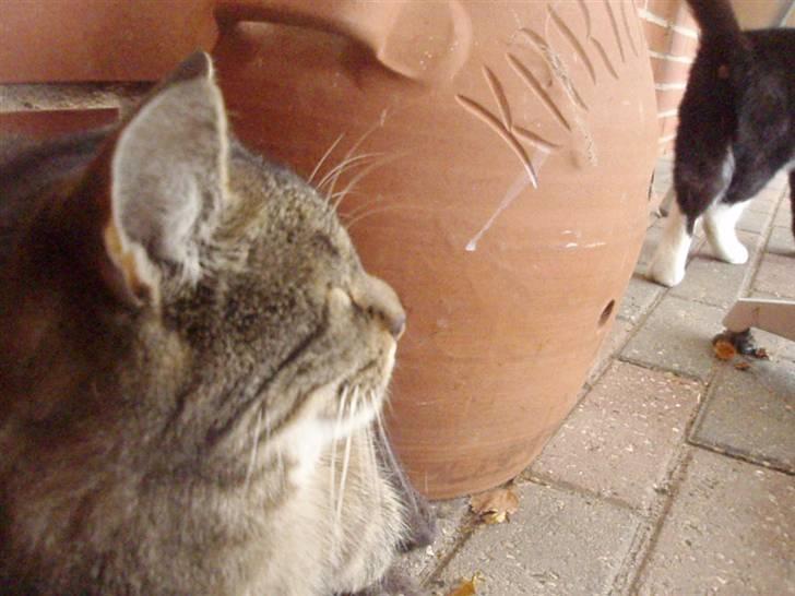 Blanding af racer Lilo billede 2