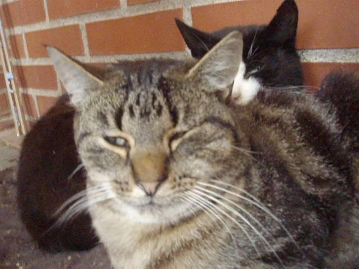 Blanding af racer Lilo billede 3