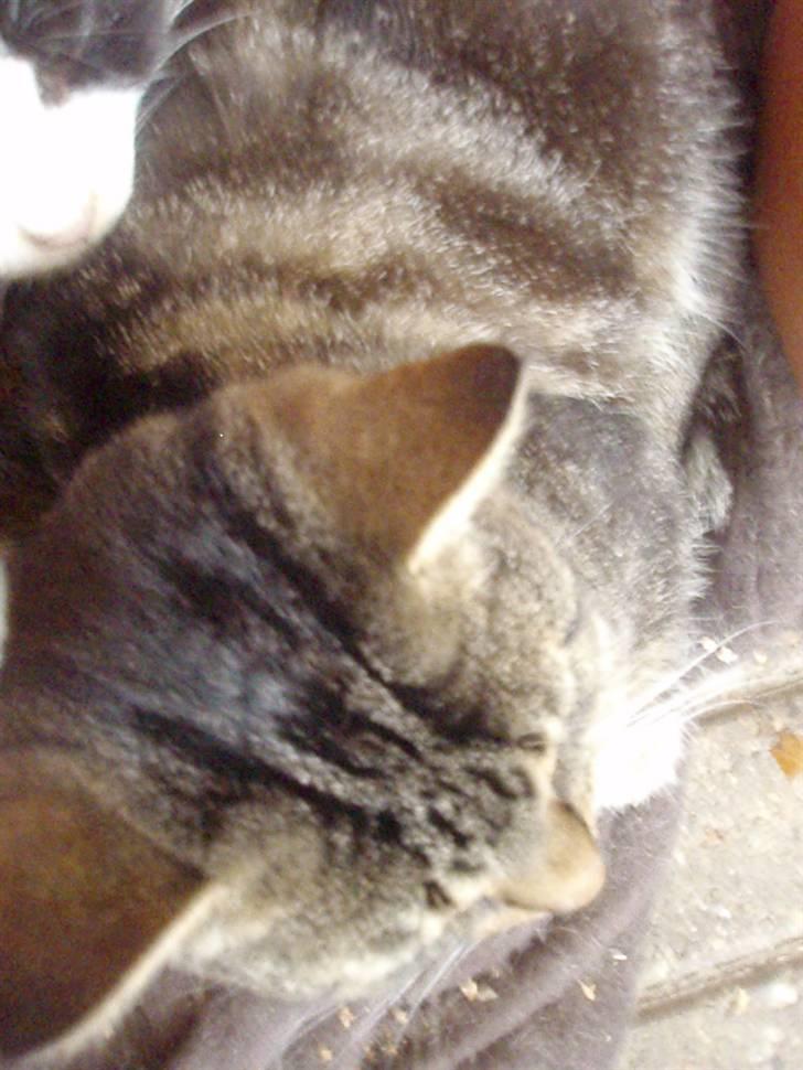 Blanding af racer Lilo billede 4