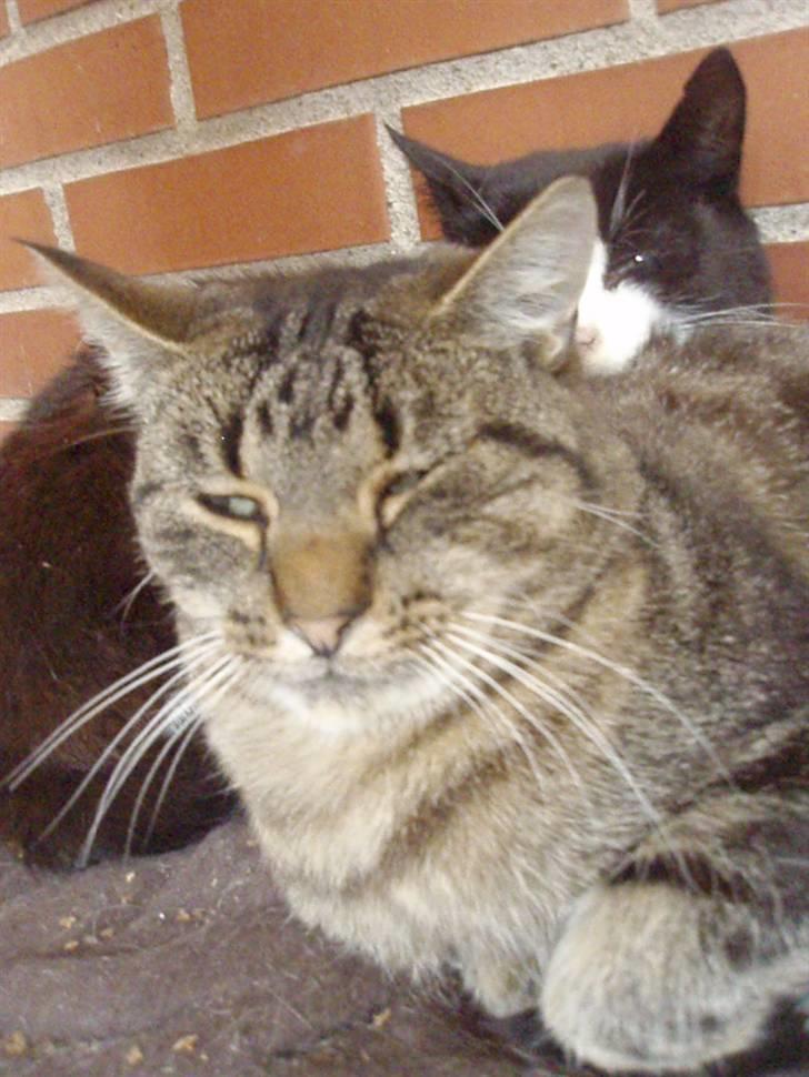 Blanding af racer Lilo billede 5