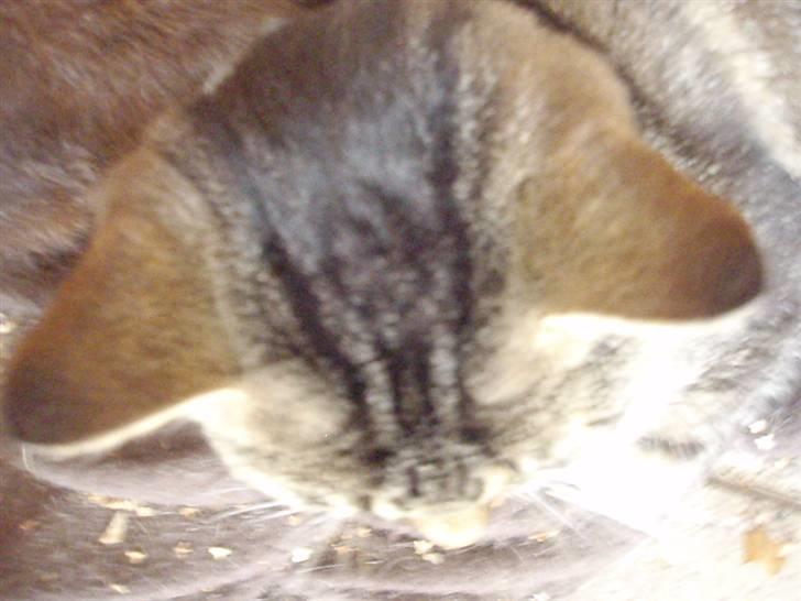 Blanding af racer Lilo billede 6