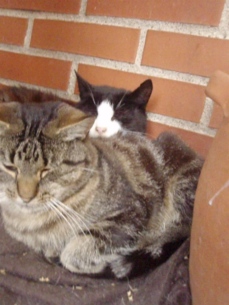 Blanding af racer Lilo billede 7