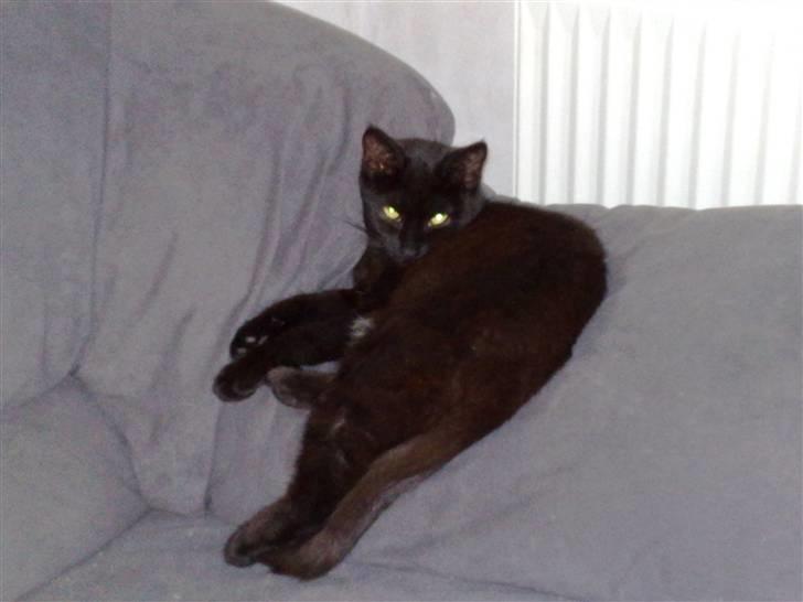 Blanding af racer Signe billede 2