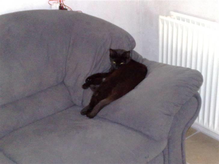 Blanding af racer Signe billede 3