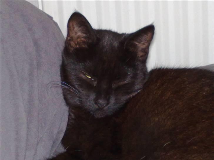 Blanding af racer Signe billede 4