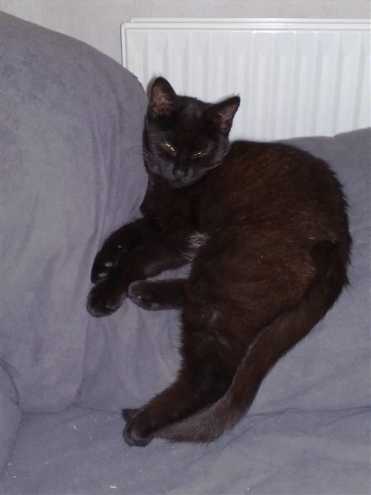 Blanding af racer Signe billede 5