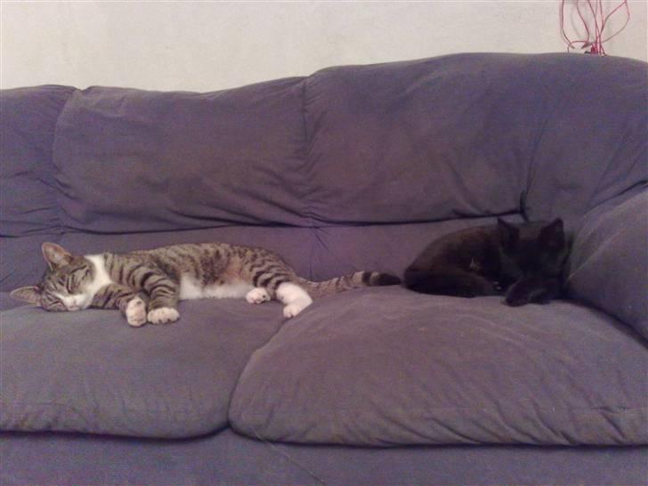 Blanding af racer Signe billede 6