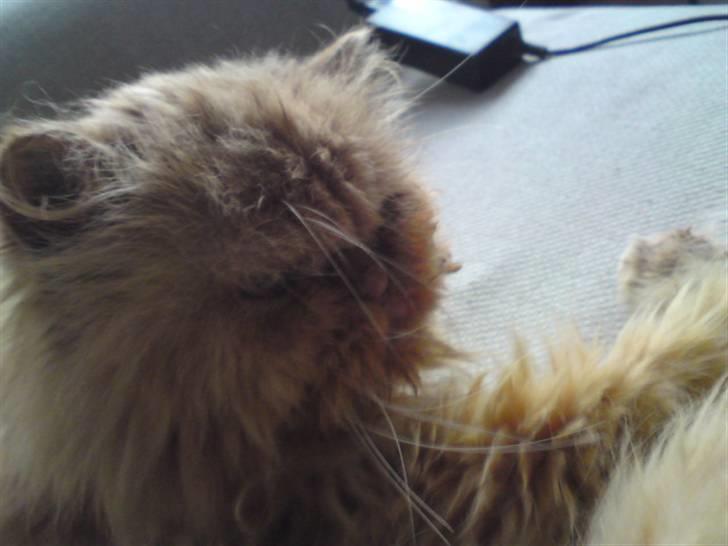 Perser Louie - Velkommen til min profil billede 1