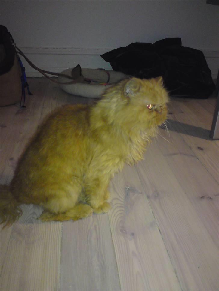 Perser Louie billede 2