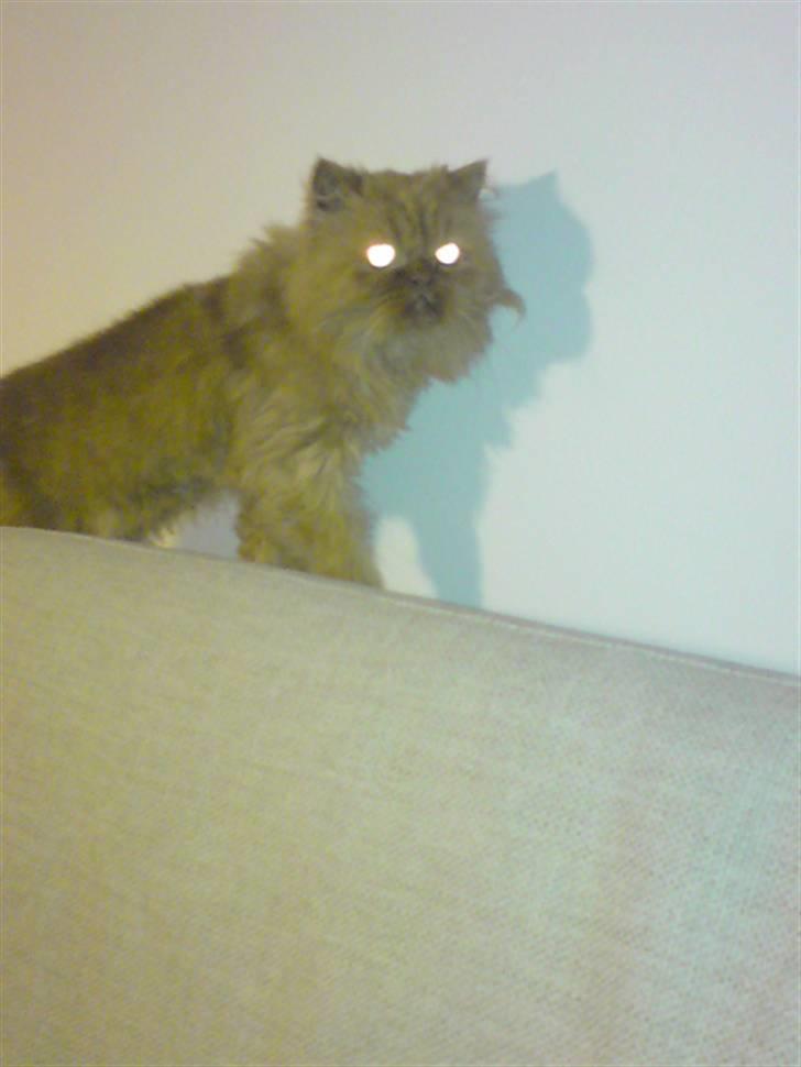 Perser Louie billede 3