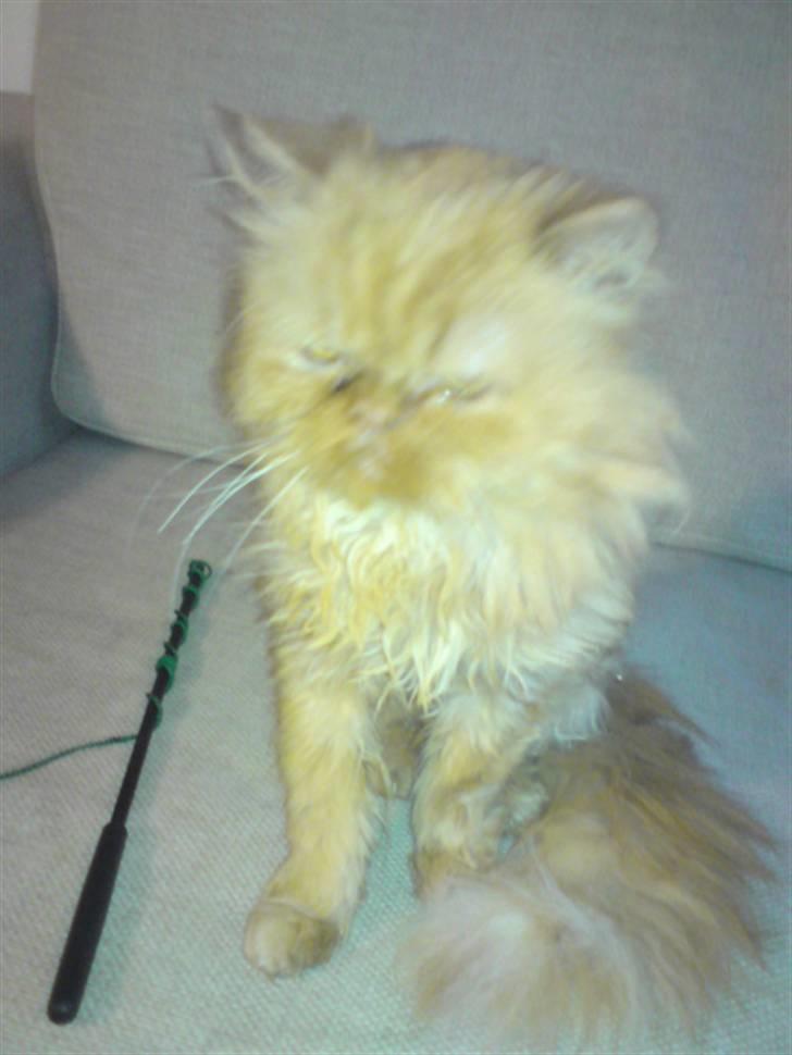 Perser Louie billede 4