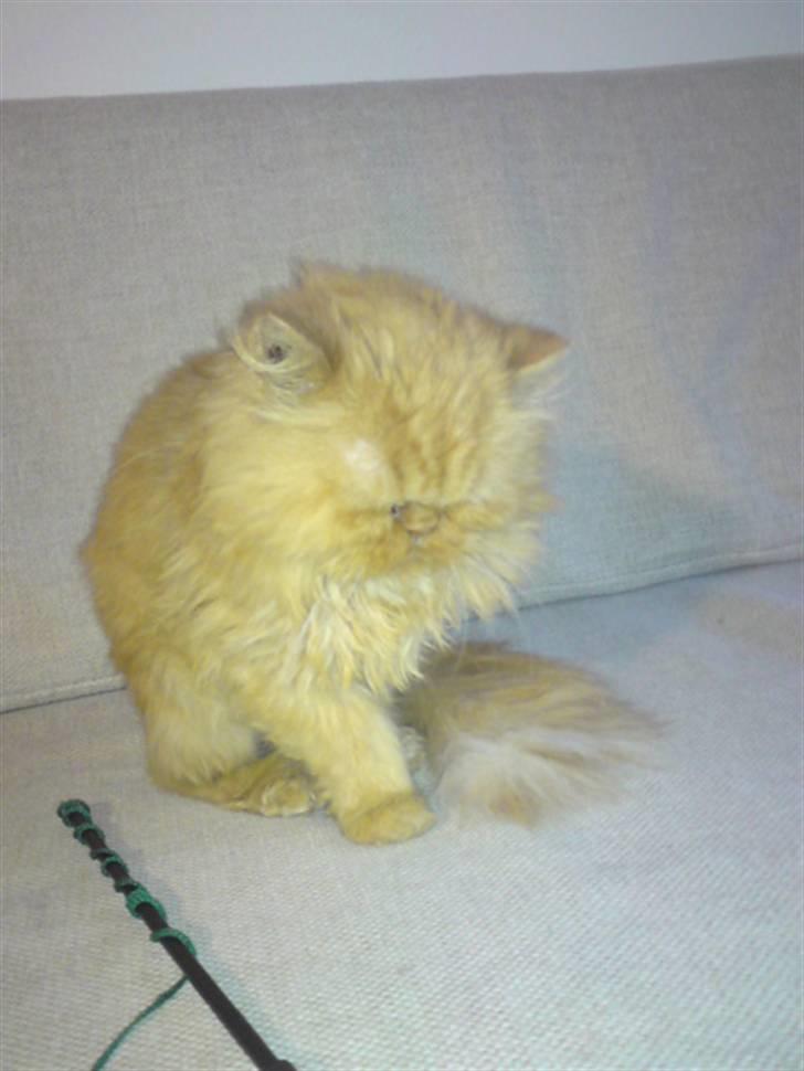 Perser Louie billede 5