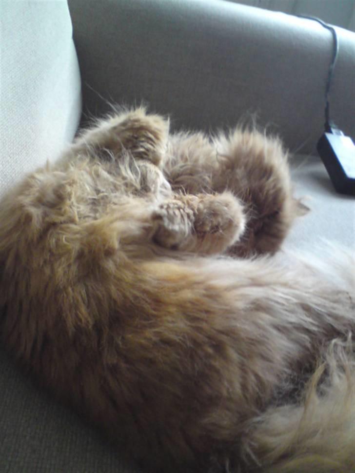 Perser Louie - Nus mig :O) billede 6