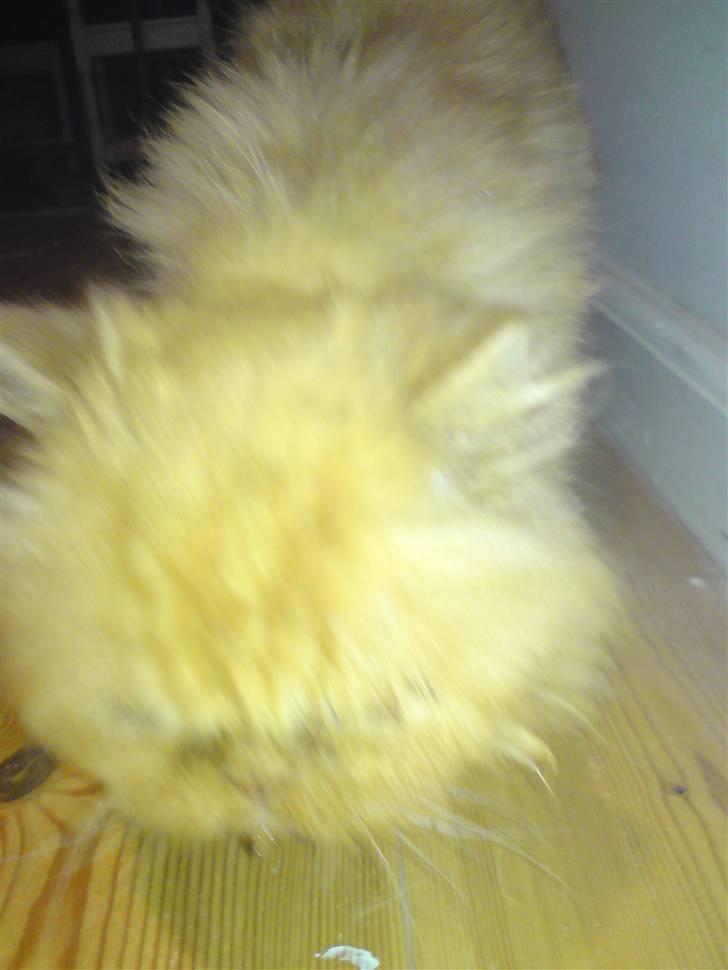 Perser Louie - ihhhh hvorfor skal hun hele tiden tage billeder af mig *gg* billede 7