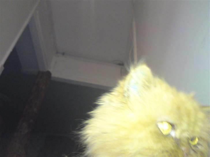 Perser Louie billede 8