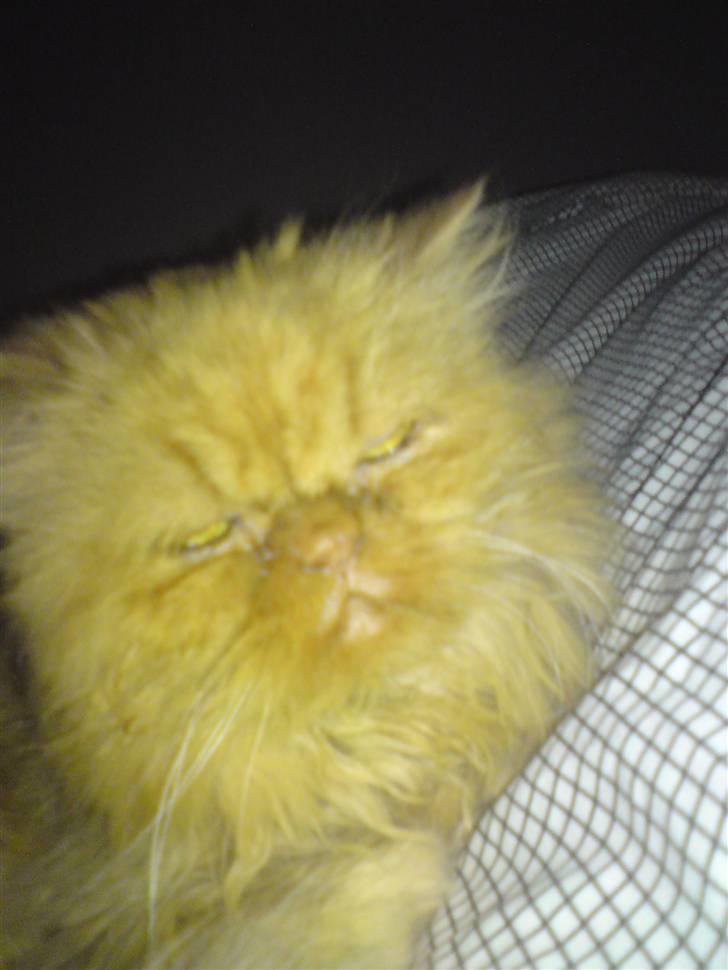 Perser Louie billede 9