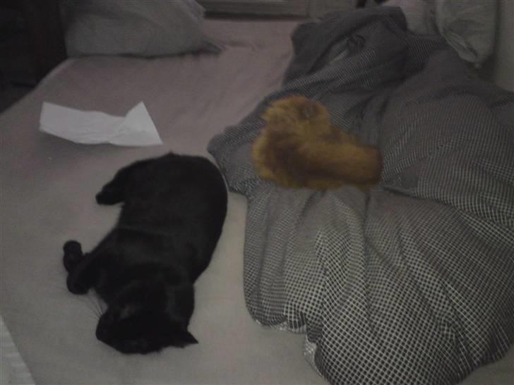 Perser Louie - Louie og Simba efter at have boet sammen i 3 dage dejligt syn at komme hjem til billede 10