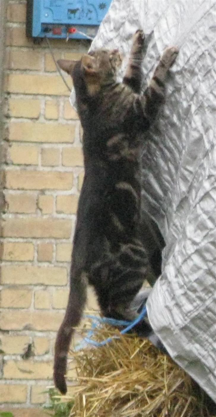 Huskat Vildmissekat - Klatremiiiis! billede 16