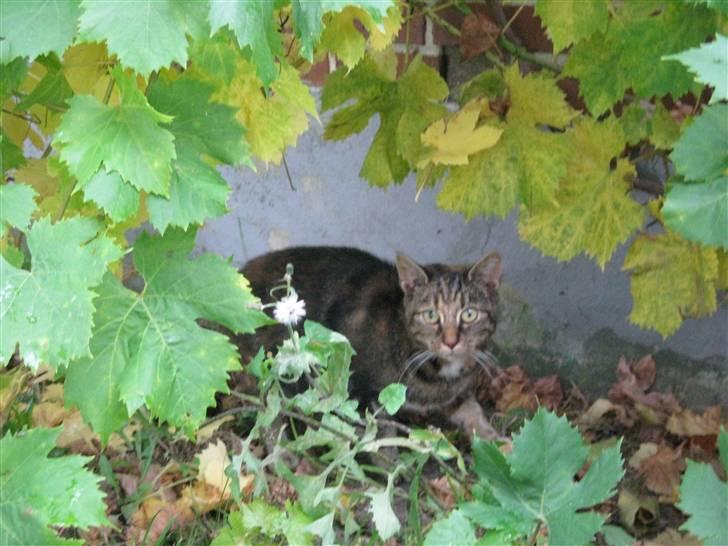 Huskat Vilddyret † R.I.P † - Uhaaaaa billede 18