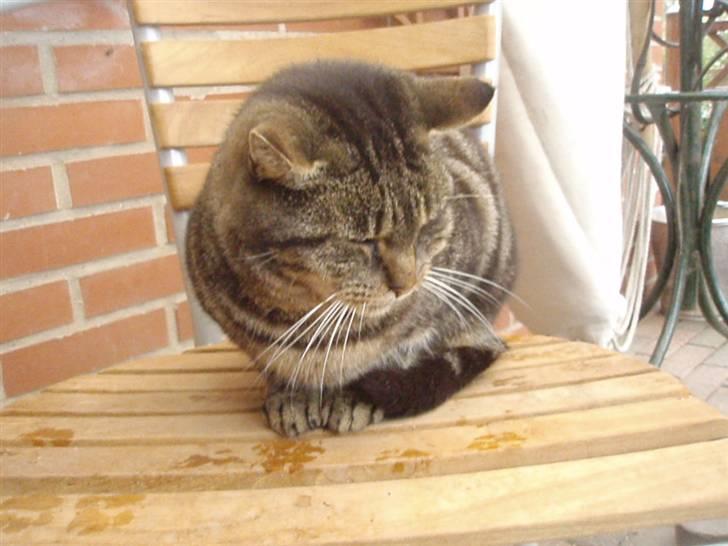 Blanding af racer Missemor billede 1