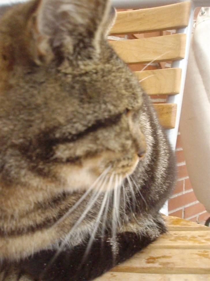 Blanding af racer Missemor billede 2